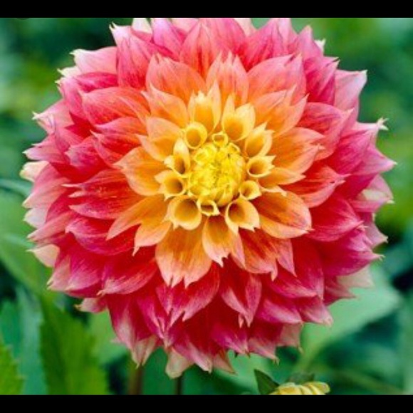 Meet your Posher, Manola - Picture 1 of 1